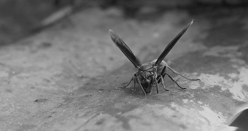 Close-up of a wasp on a textured surface in black and white
