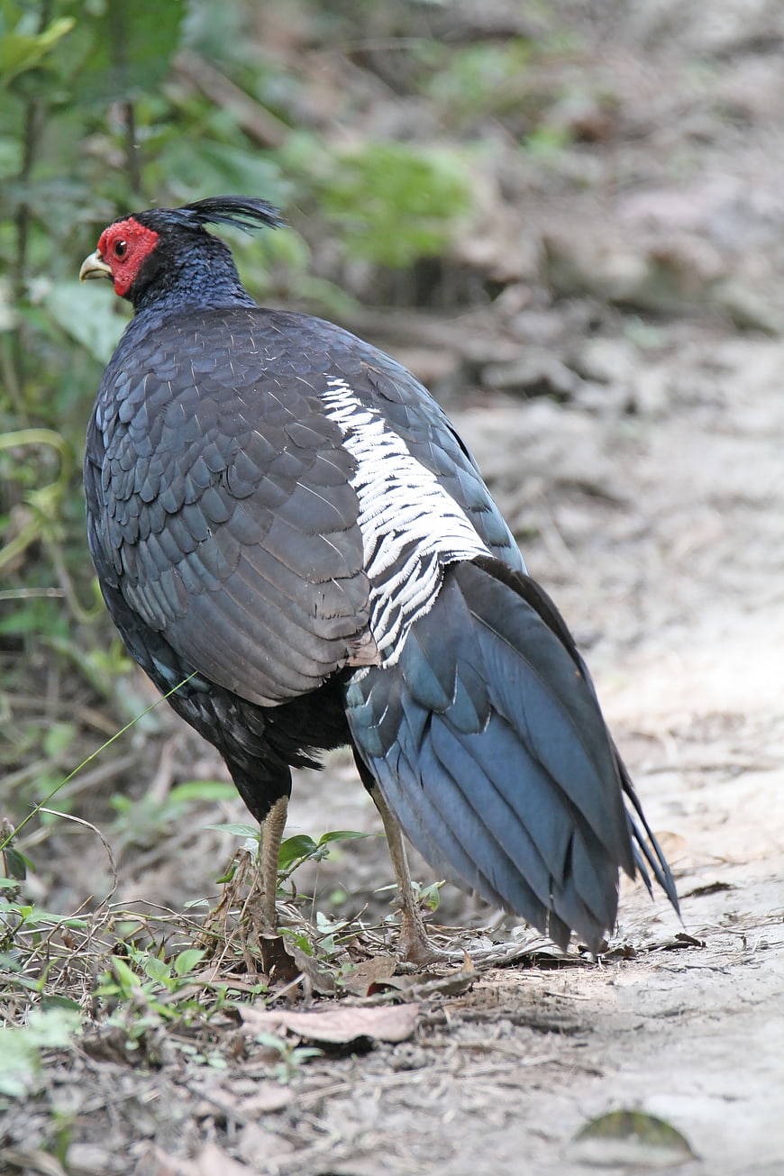 Male Kalij Pheasant Standing in Forest Undergrowth