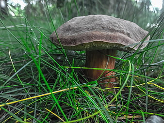 Close-up of a brown mushroom in wet green grass