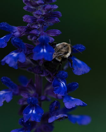 Bumblebee Pollinating Blue Salvia Flower Macro