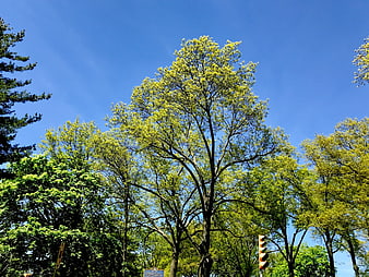 Tall Green Trees Against Blue Sky