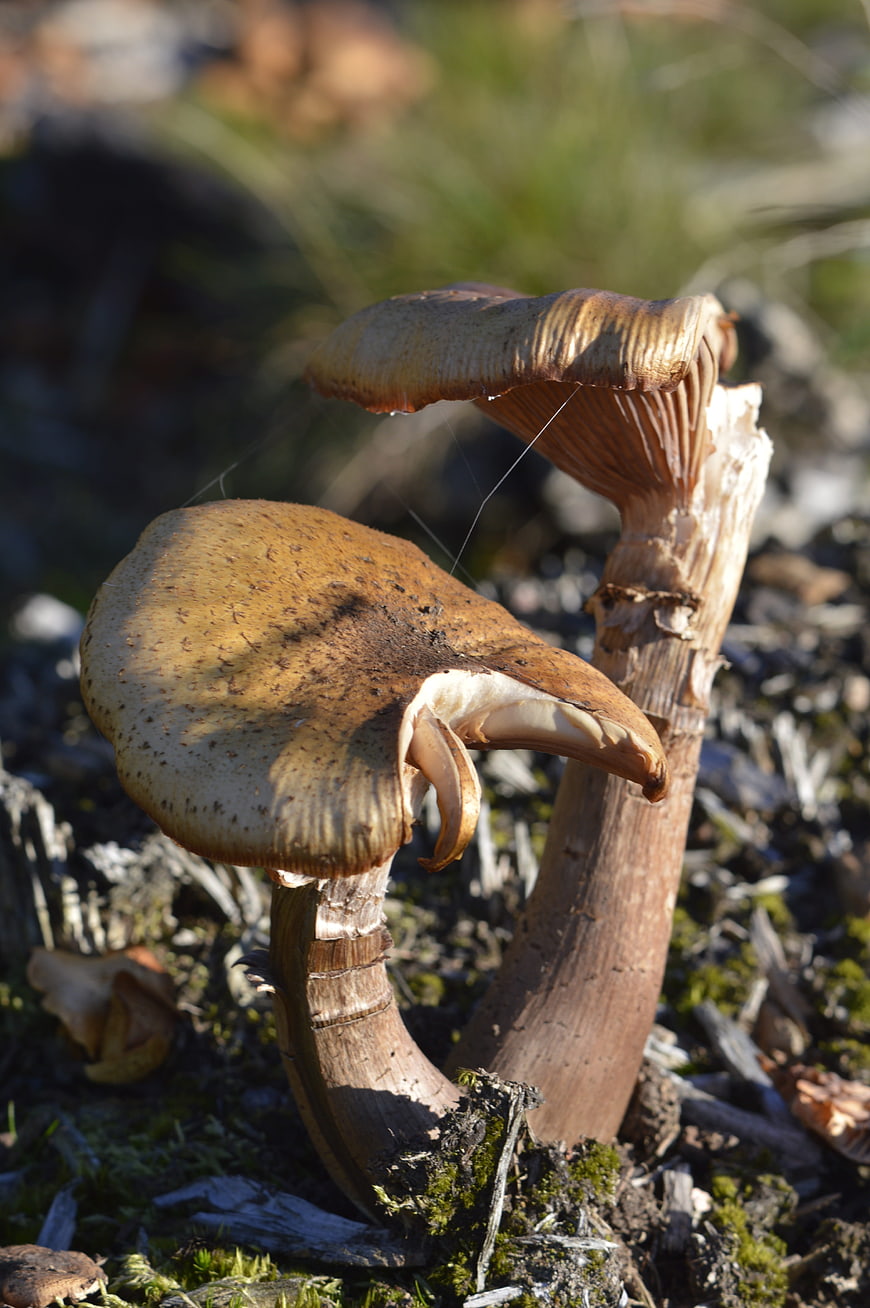 Close-up of two wild mushrooms in a forest setting