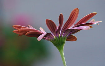 Close-up of a purple and pink Osteospermum flower