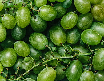 Close-up of fresh green grapes on the vine