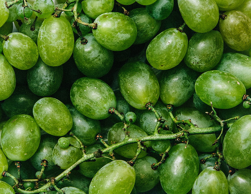 Close-up of fresh green grapes on the vine