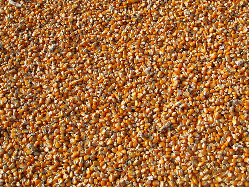Top View of Dried Yellow Corn Kernels Texture