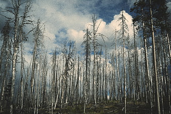 Dead trees in a forest with blue sky and clouds