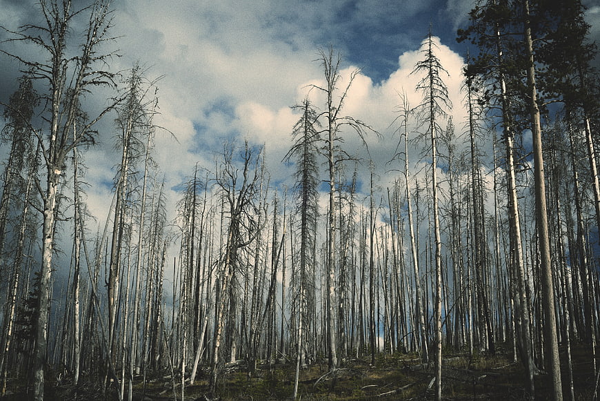 Dead trees in a forest with blue sky and clouds