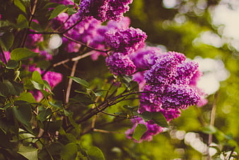Vibrant purple lilac flowers blooming on a branch with green leaves