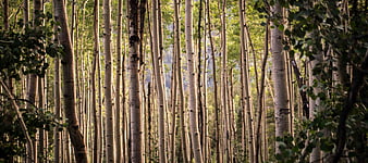 Dense Aspen Forest with White Trunks and Green Leaves
