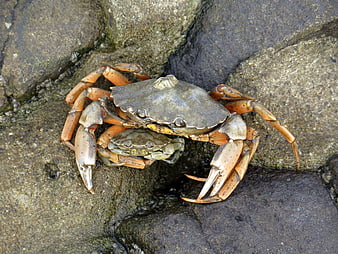 Close-up of a crab on wet rocks