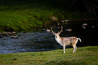 Spotted Deer Stag Standing by River in Green Meadow