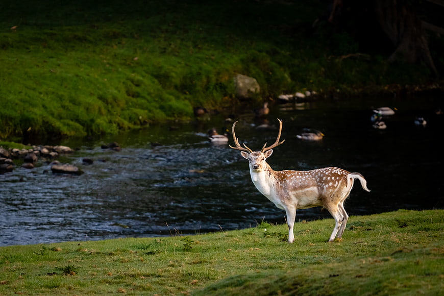 Spotted Deer Stag Standing by River in Green Meadow