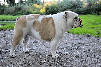 English Bulldog Standing on Gravel Path in Park