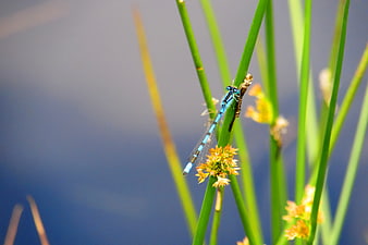 Blue Damselfly on Green Reed Stem