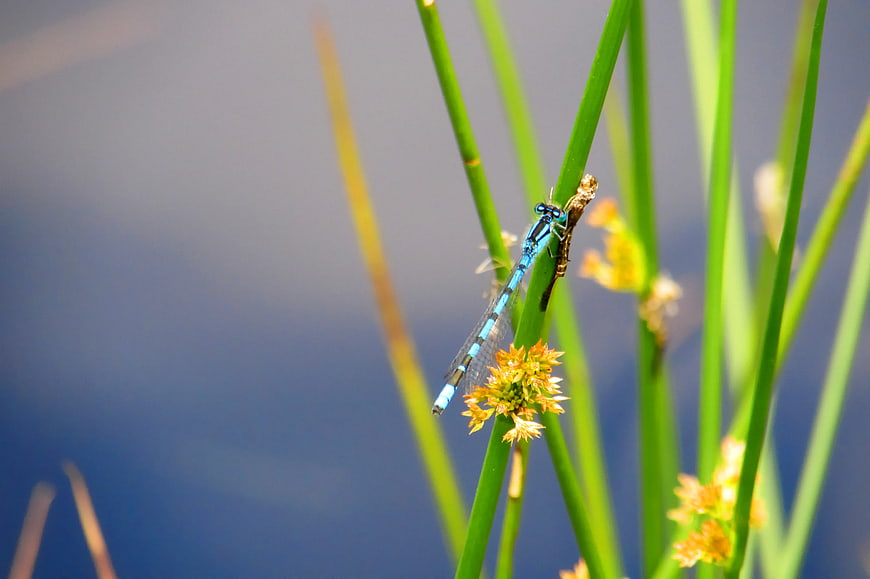 Blue Damselfly on Green Reed Stem