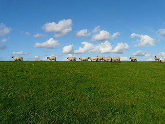 Flock of sheep grazing on green hill under blue sky
