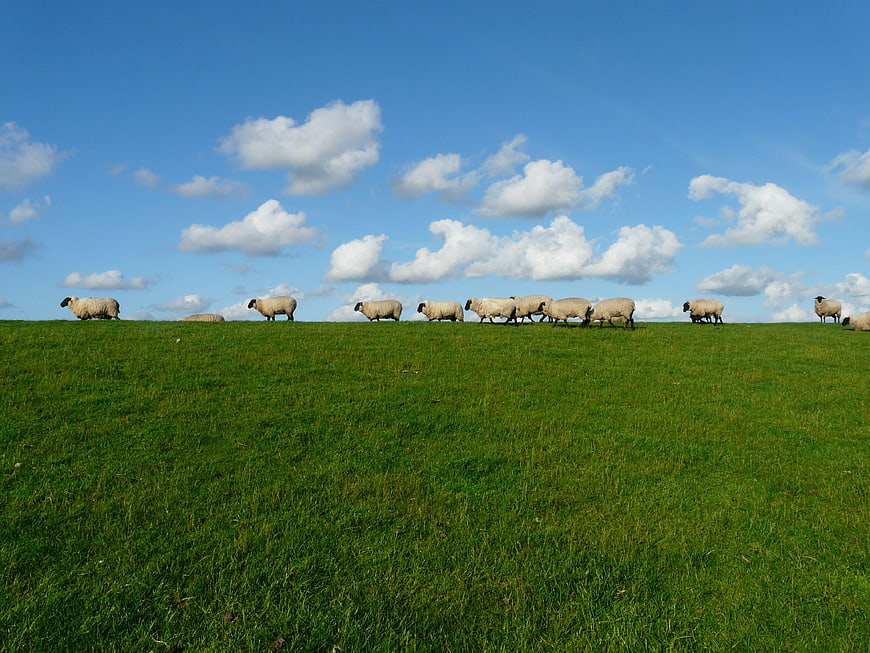 Flock of sheep grazing on green hill under blue sky