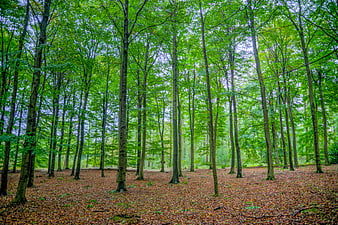 Vibrant Green Beech Forest with Brown Leaf Litter