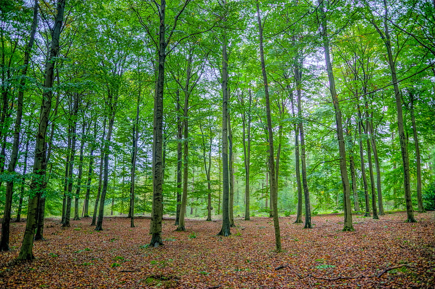 Vibrant Green Beech Forest with Brown Leaf Litter