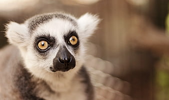 Close-up portrait of a ring-tailed lemur with intense amber eyes