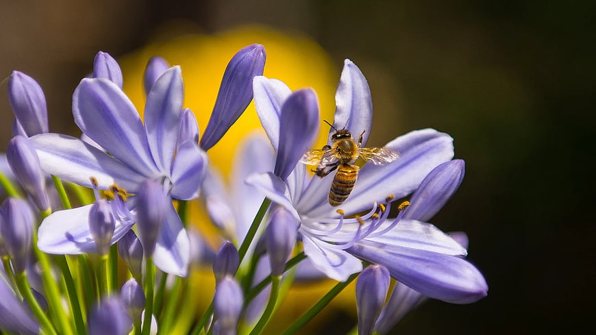 Honey Bee Pollinating Purple Agapanthus Flower Close-Up