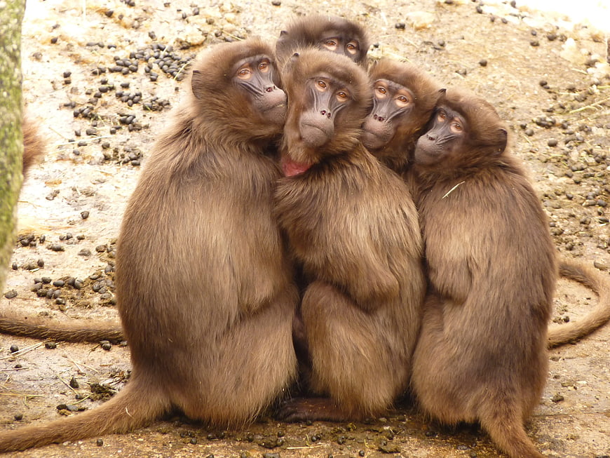 Group of Olive Baboons Huddled Together on Ground