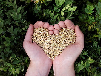 Hands holding heart-shaped grains against green foliage