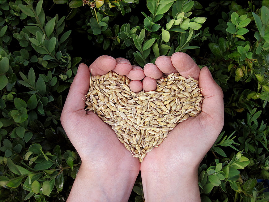 Hands holding heart-shaped grains against green foliage
