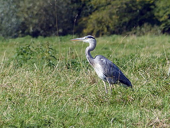 Grey Heron Standing in Grassy Field