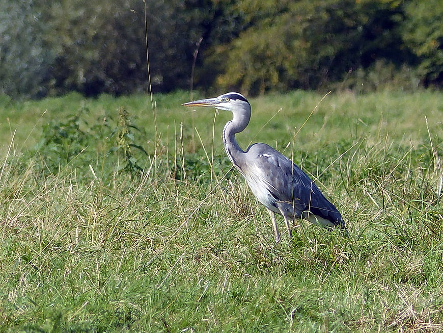 Grey Heron Standing in Grassy Field