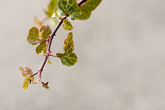 Close-up of green ivy branch with large gray copyspace