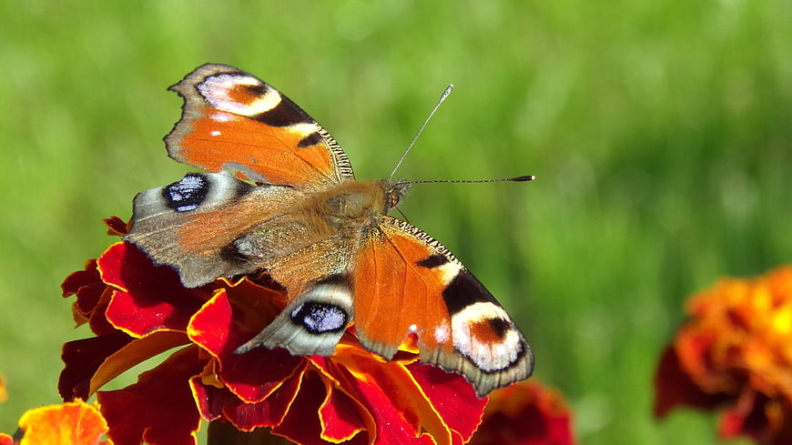 Peacock Butterfly on Red Marigold Flower