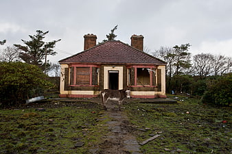 Donkey standing in front of abandoned house