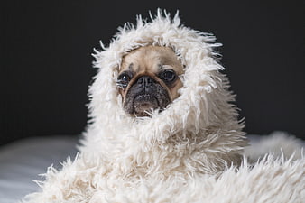 Cute Pug Dog Wearing Fluffy White Hoodie Costume