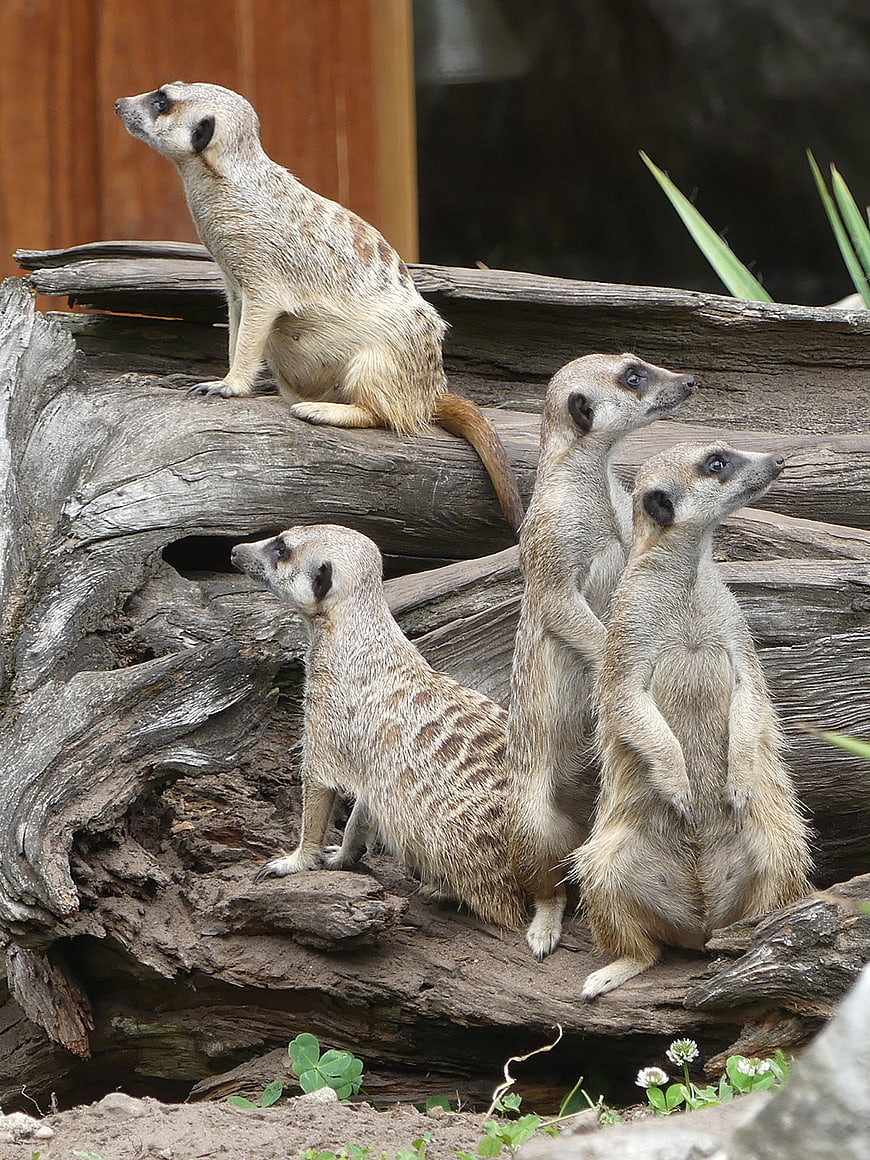 Group of four meerkats standing alert on a log