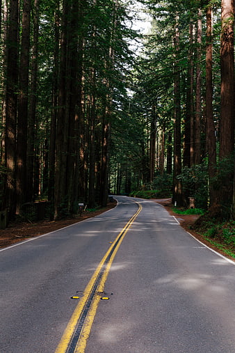 Winding asphalt road through tall redwood forest