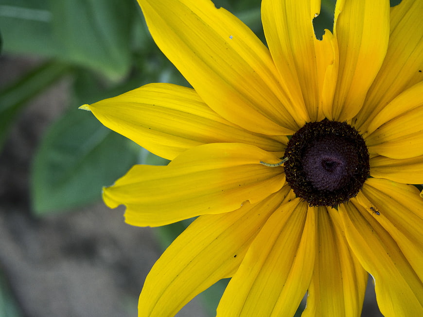 Close-up of a vibrant yellow black-eyed susan flower
