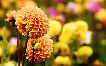 Close-up of vibrant orange dahlia flowers in a garden