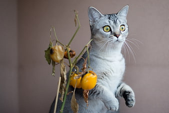 Curious gray tabby cat with yellow physalis fruits