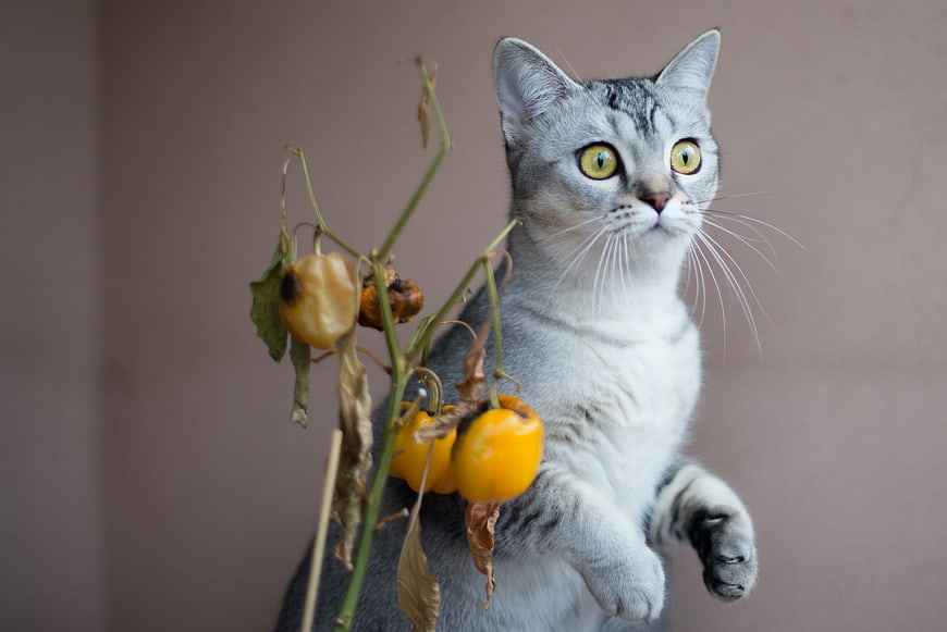 Curious gray tabby cat with yellow physalis fruits