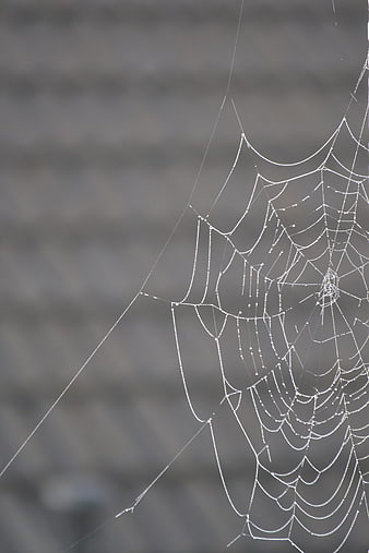 Close-up of spider web with morning dew drops