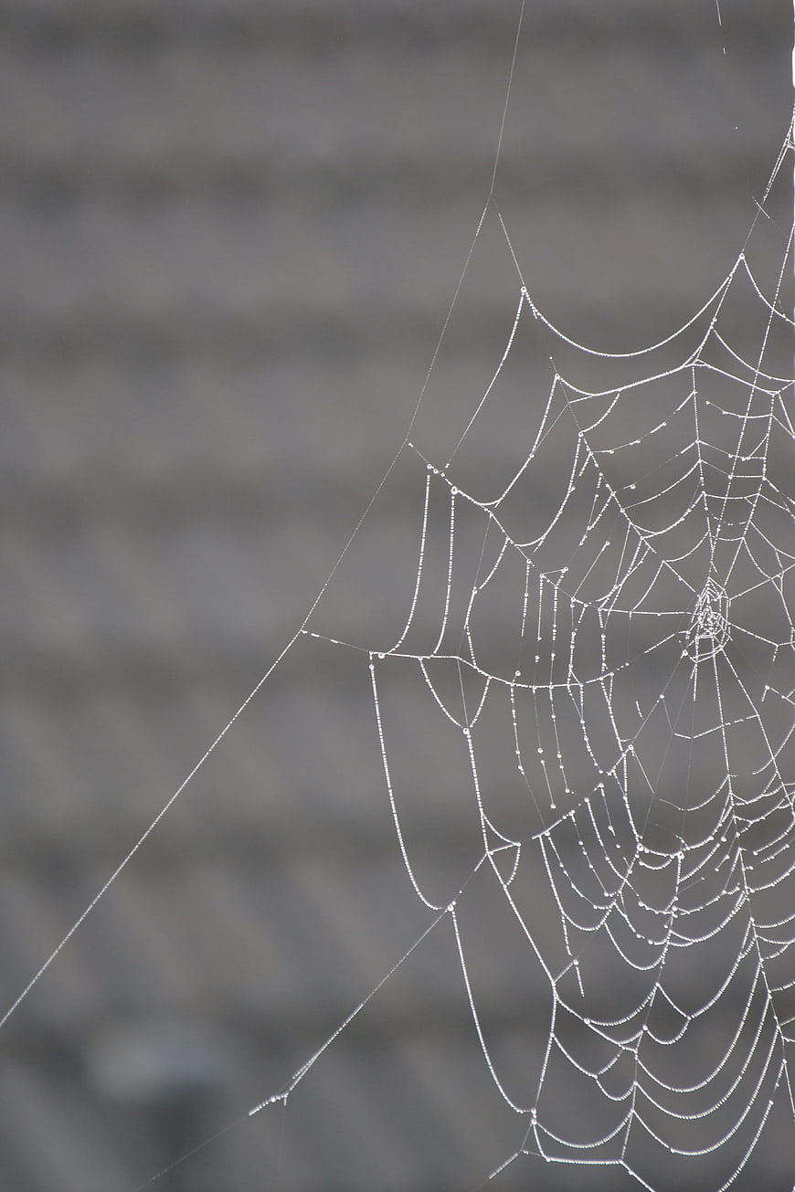Close-up of spider web with morning dew drops