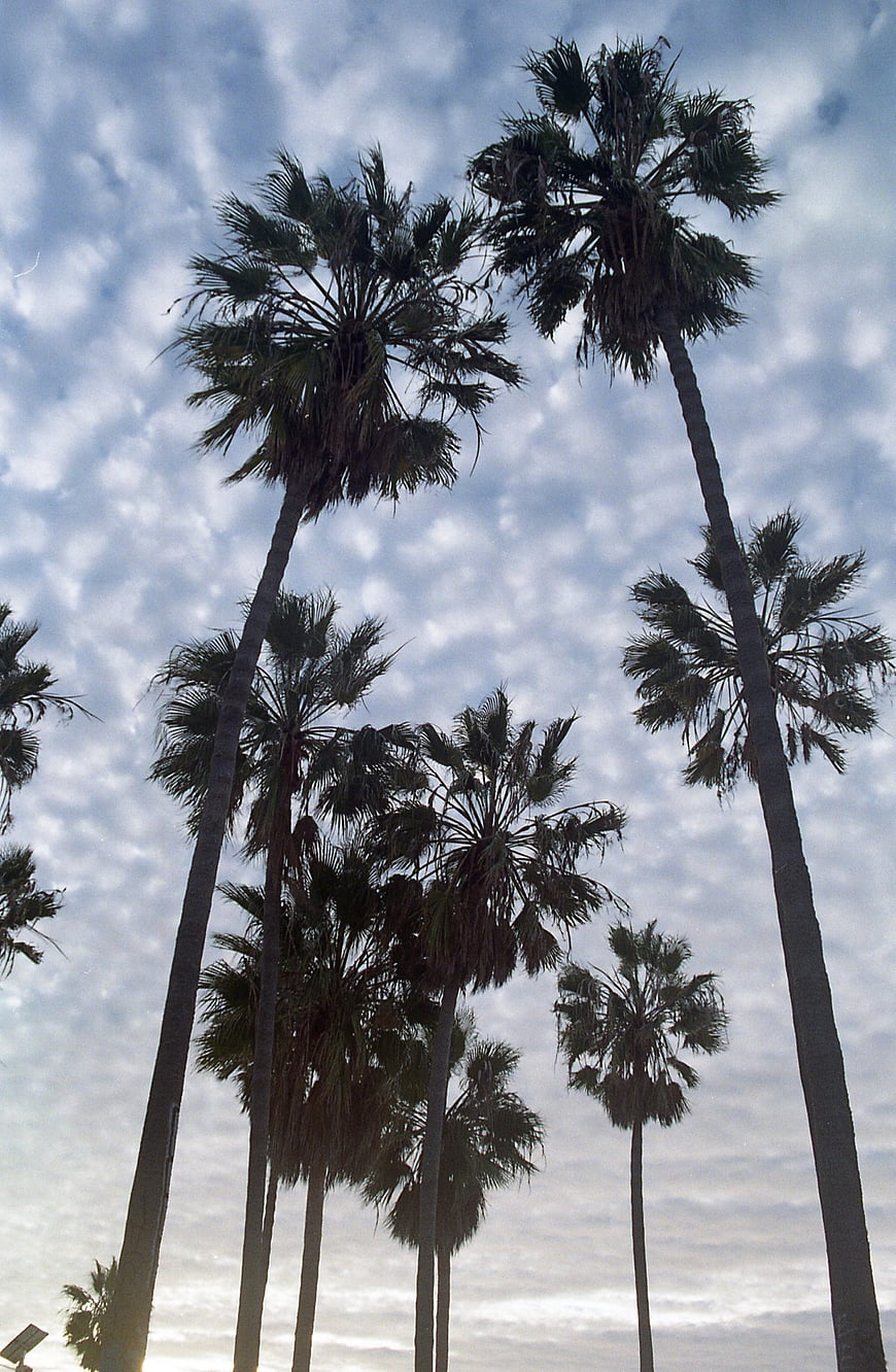 Tall Palm Trees Silhouetted Against Cloudy Sky