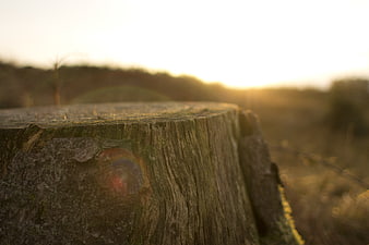 Close-up of weathered tree stump at golden hour sunset