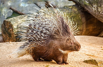 Crested Porcupine Standing On Sandy Ground In Natural Habitat