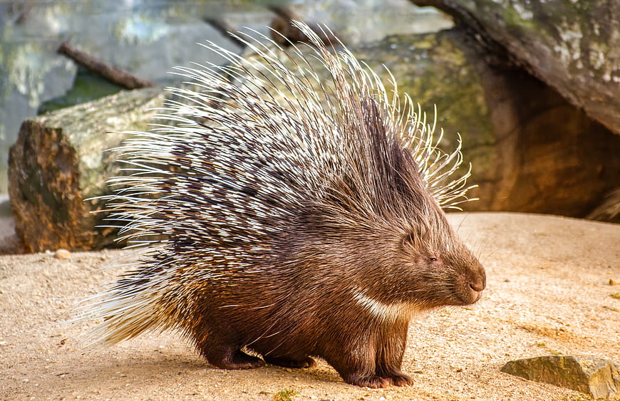 Crested Porcupine Standing On Sandy Ground In Natural Habitat