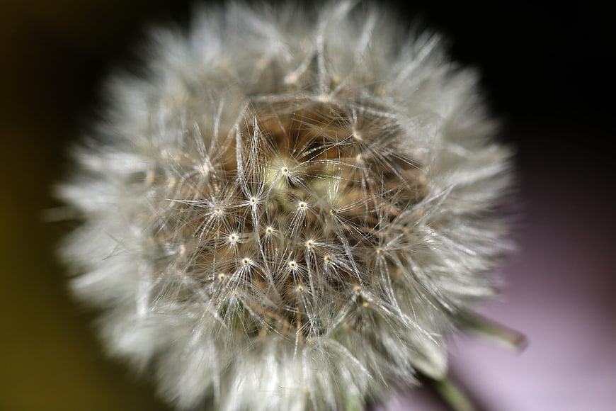 Macro photography of a dandelion seed head