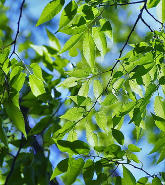 Sunlit green leaves against blue sky in spring