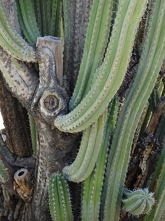 Close-up of Prickly Green Cactus with Textured Bark